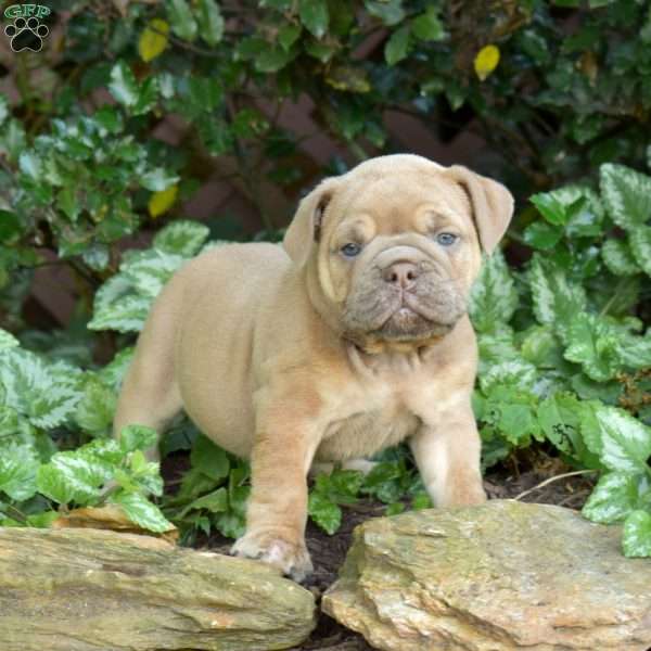 Brandy, Olde English Bulldogge Puppy