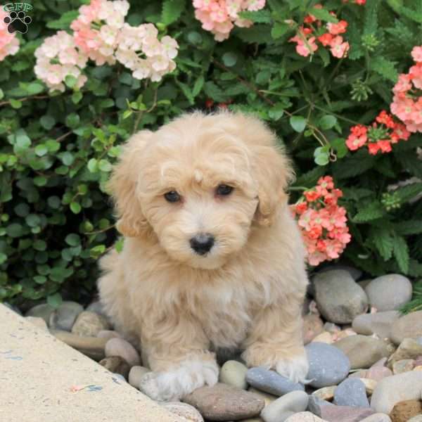 Brandy, Bich-Poo Puppy