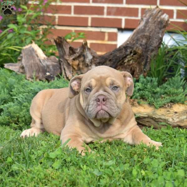 Brandy, Olde English Bulldogge Puppy