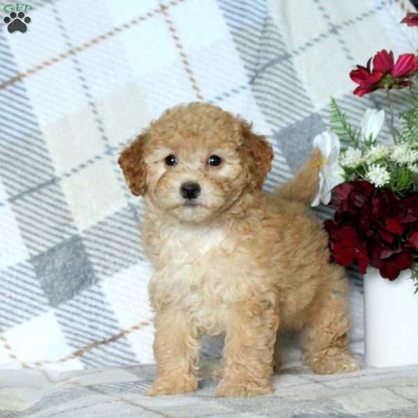 Brandy, Bich-Poo Puppy