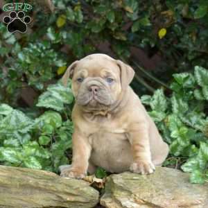 Brandy, Olde English Bulldogge Puppy