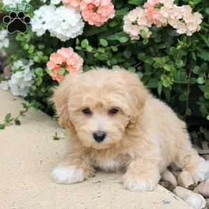 Brandy, Bich-Poo Puppy