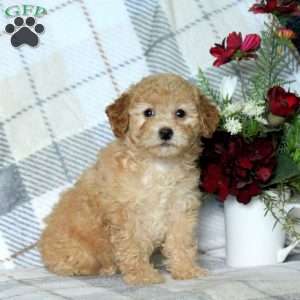 Brandy, Bich-Poo Puppy
