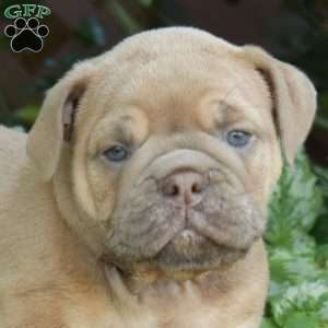 Brandy, Olde English Bulldogge Puppy