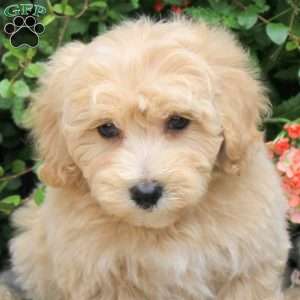 Brandy, Bich-Poo Puppy