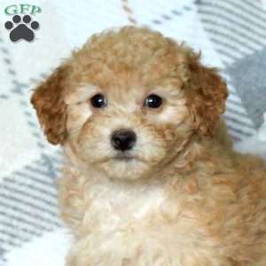 Brandy, Bich-Poo Puppy