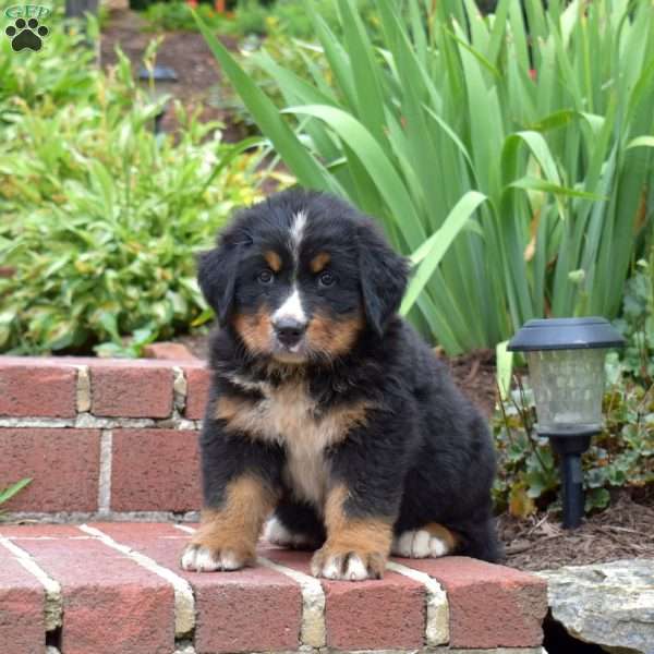 Brantley, Bernese Mountain Dog Puppy