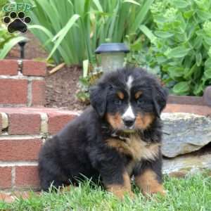 Brantley, Bernese Mountain Dog Puppy