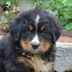 Brantley, Bernese Mountain Dog Puppy