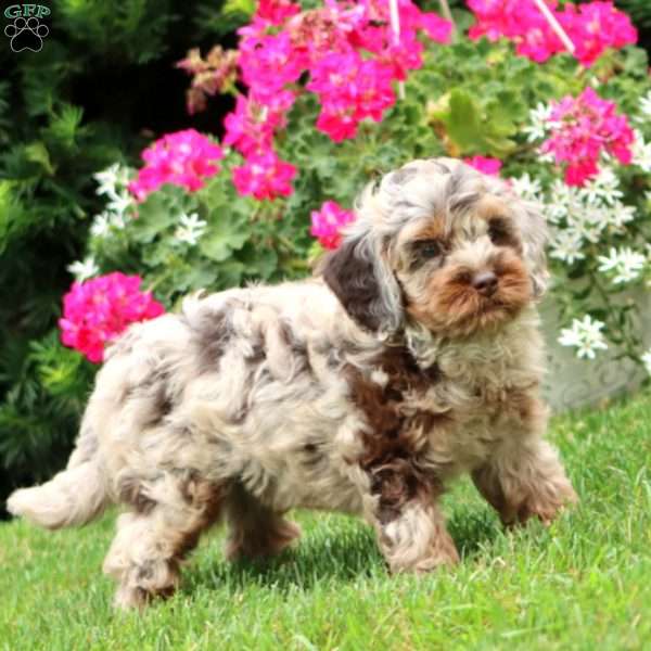 Brayde, Cockapoo Puppy