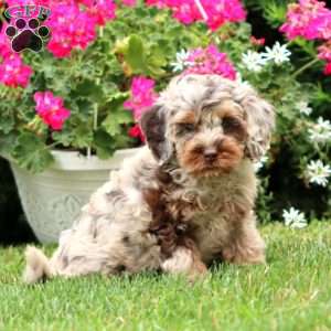 Brayde, Cockapoo Puppy