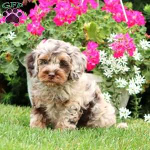 Brayde, Cockapoo Puppy