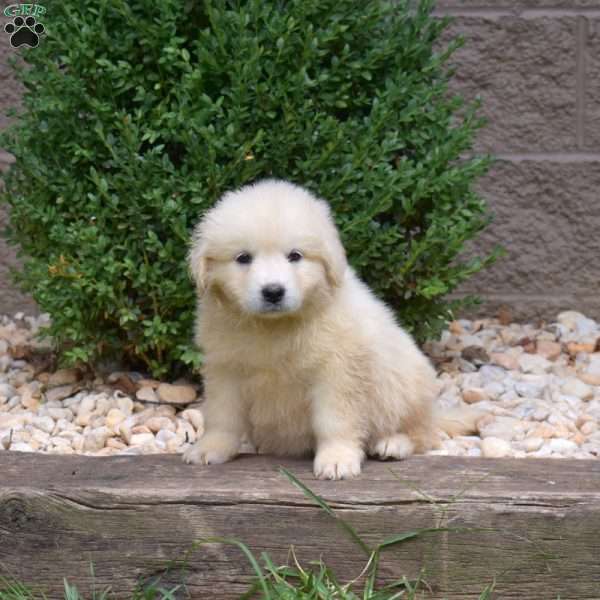Breeze, Great Pyrenees Puppy