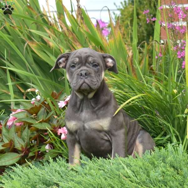 Breeze, Olde English Bulldogge Puppy