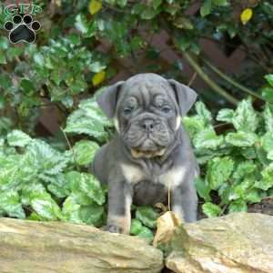 Breeze, Olde English Bulldogge Puppy