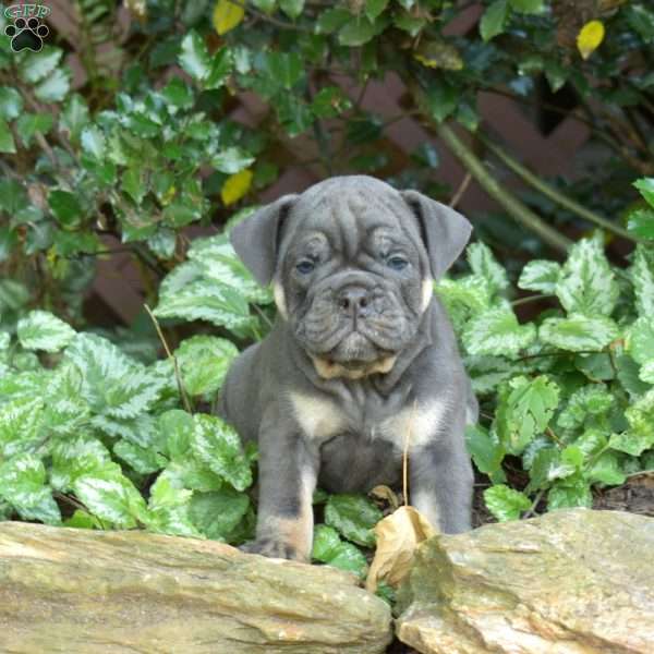 Breeze, Olde English Bulldogge Puppy