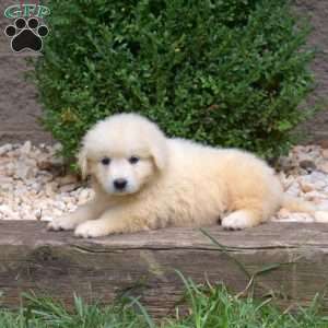 Breeze, Great Pyrenees Puppy