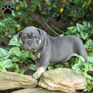 Breeze, Olde English Bulldogge Puppy