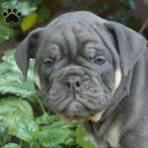 Breeze, Olde English Bulldogge Puppy