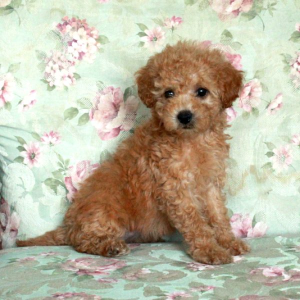 Bria, Miniature Poodle Puppy