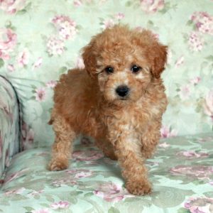 Bria, Miniature Poodle Puppy