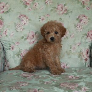 Bria, Miniature Poodle Puppy
