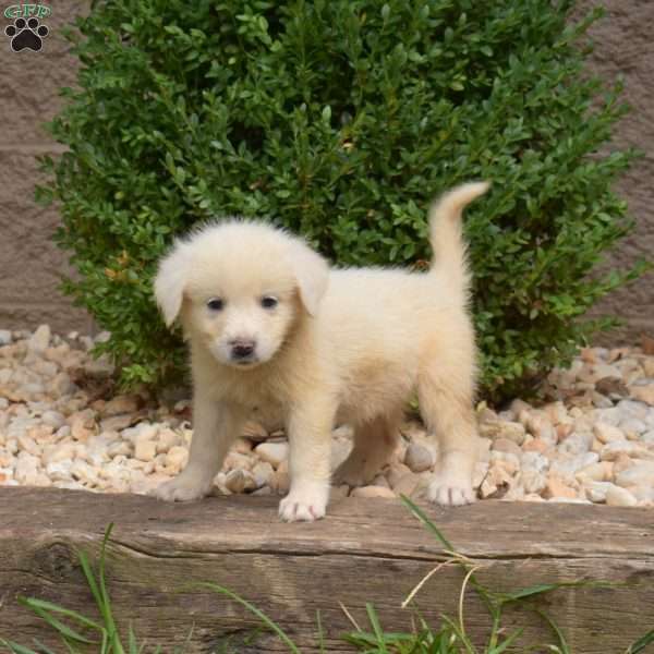Bridget, Great Pyrenees Puppy
