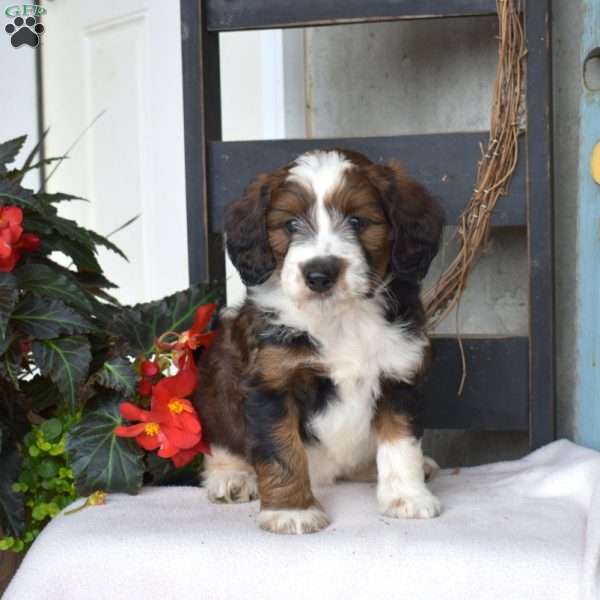 Bridget, Mini Bernedoodle Puppy