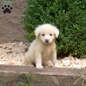 Bridget, Great Pyrenees Puppy