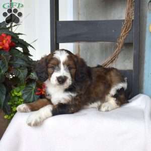 Bridget, Mini Bernedoodle Puppy
