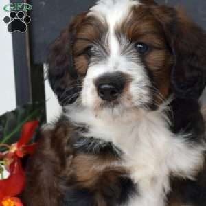 Bridget, Mini Bernedoodle Puppy