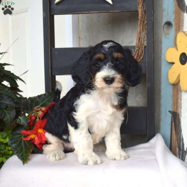 Brie, Mini Bernedoodle Puppy