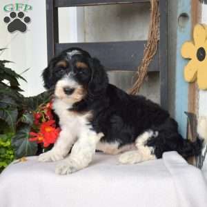Brie, Mini Bernedoodle Puppy