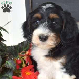 Brie, Mini Bernedoodle Puppy