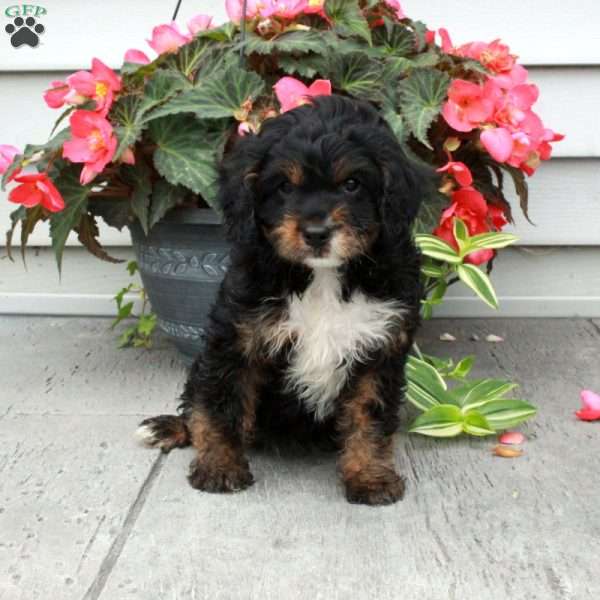 Brielle, Cavapoo Puppy