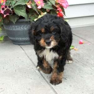 Brielle, Cavapoo Puppy