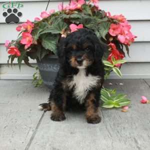 Brielle, Cavapoo Puppy