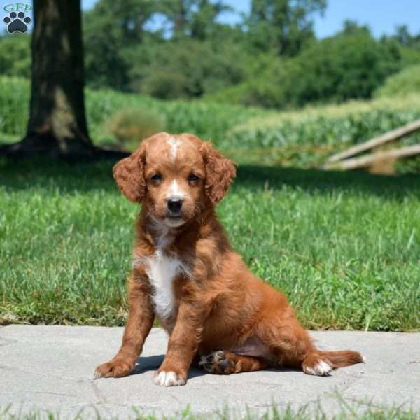 Brisket, Mini Goldendoodle Puppy