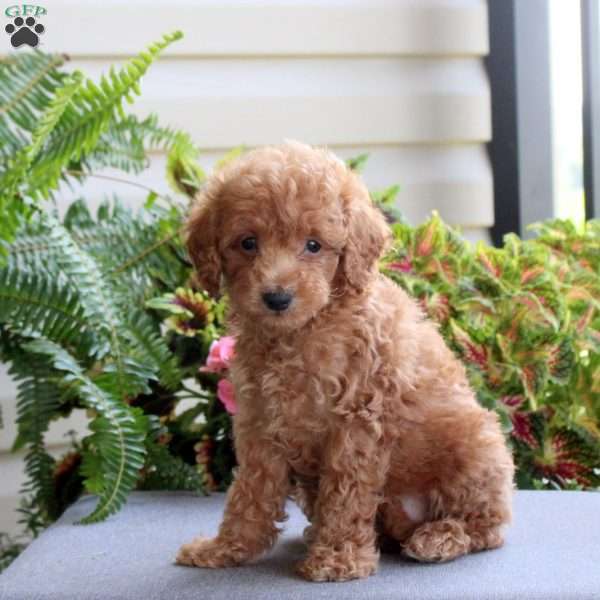 Brody, Bich-Poo Puppy