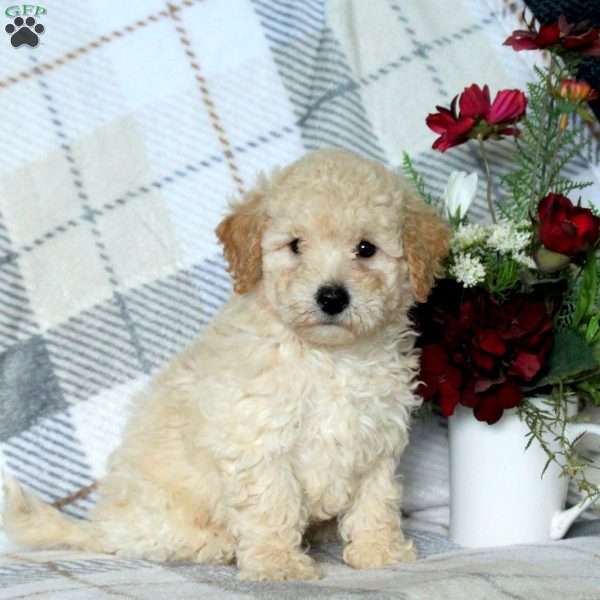 Brody, Bich-Poo Puppy