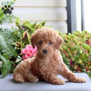 Brody, Bich-Poo Puppy