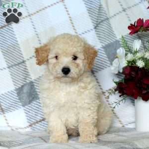 Brody, Bich-Poo Puppy
