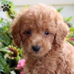 Brody, Bich-Poo Puppy