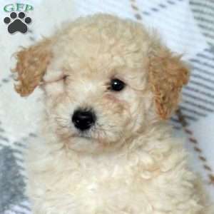 Brody, Bich-Poo Puppy
