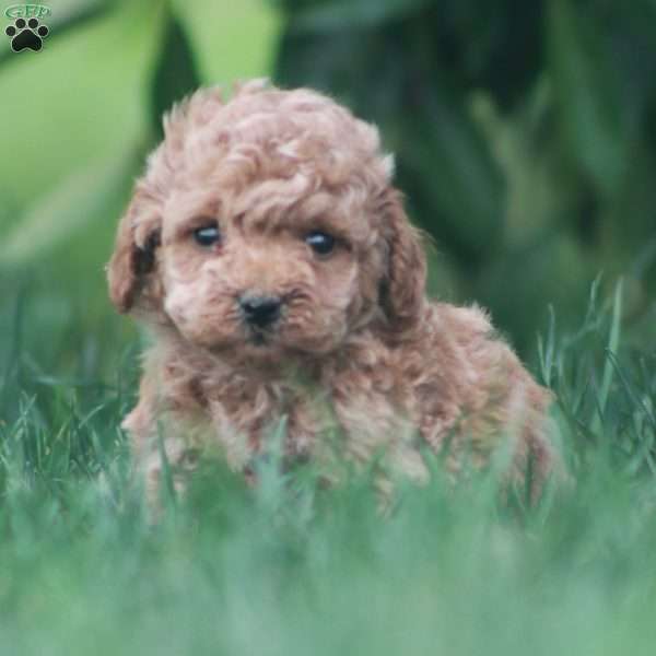 Bronx, Cavapoo Puppy