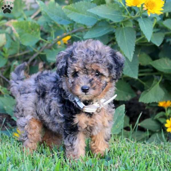 Brooke, Miniature Poodle Puppy