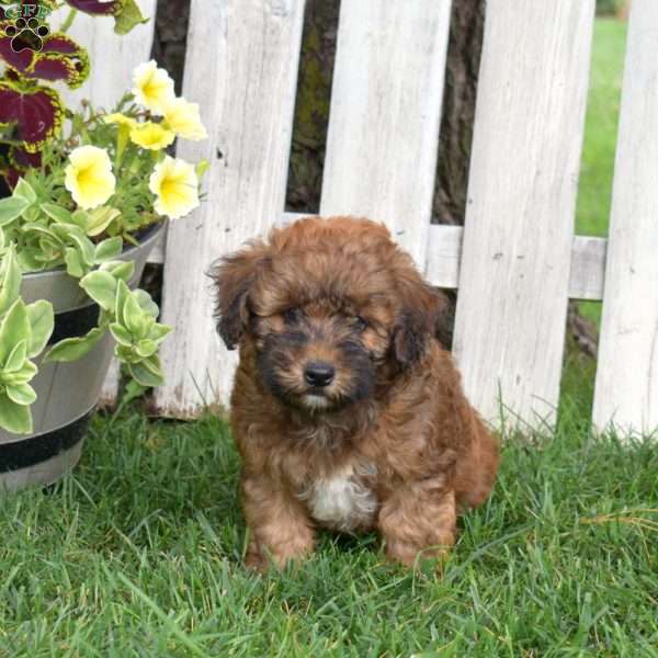Brookie, Mini Whoodle Puppy