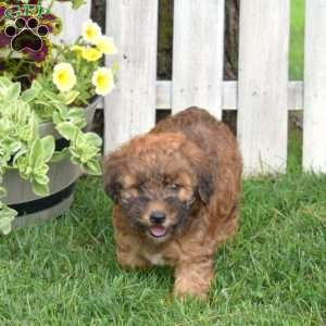 Brookie, Mini Whoodle Puppy
