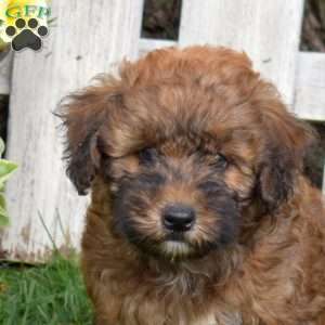 Brookie, Mini Whoodle Puppy