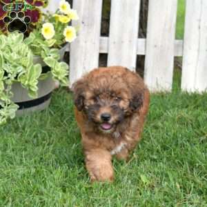 Brookie, Mini Whoodle Puppy